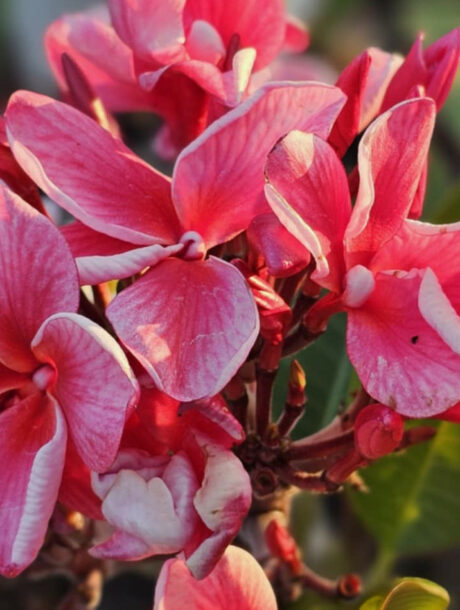 Plumeria rubra "Cyclone" - wurzelnackt