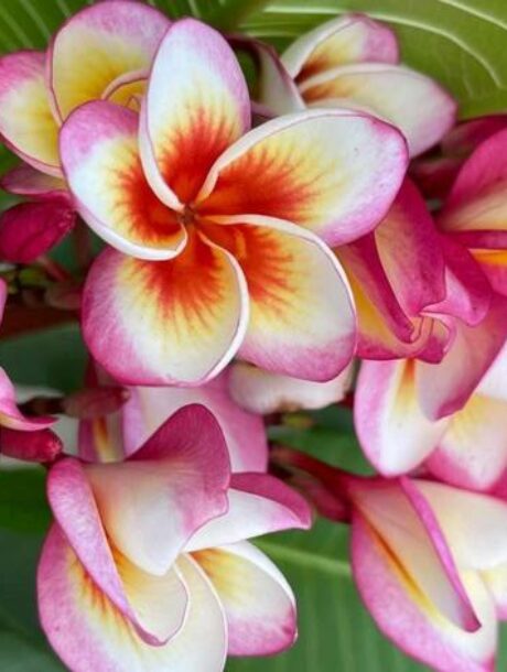 Plumeria rubra cv. "Fireblast" - unbewurzelter Steckling