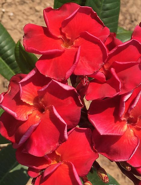 Plumeria rubra "Flamenco"