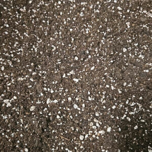 Plumeria Erde „Green Thumb“