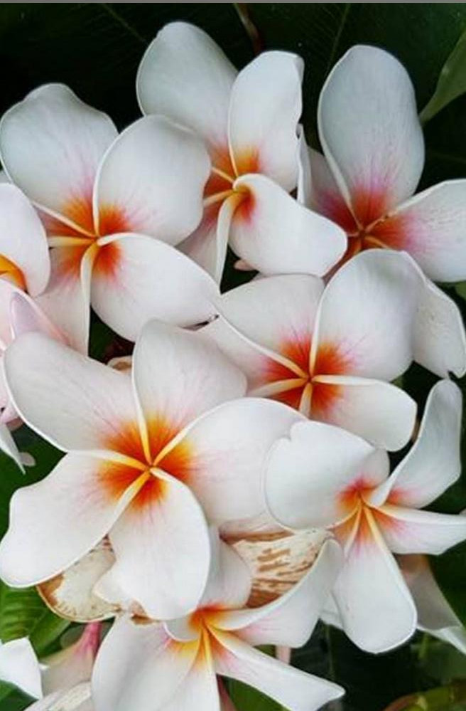 Plumeria rubra "Halo"