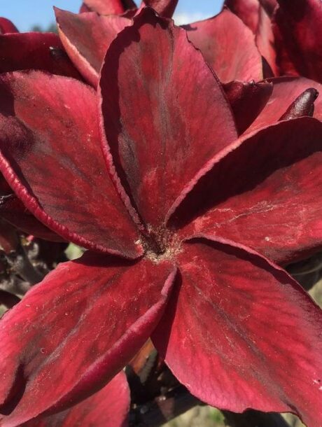 Plumeria rubra "K. Heart of the Night" - wurzelnackt