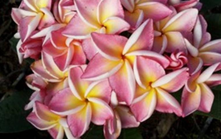 Plumeria rubra "J23" - wurzelnackt
