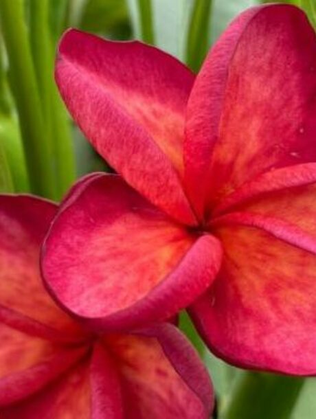 Plumeria rubra cv. "JL Orange Red" - unbewurzelter Steckling