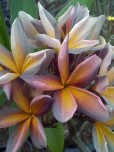 Plumeria rubra "JL Metallica"