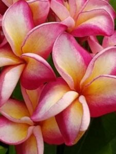 Plumeria rubra cv. "Katie Moragne" - unbewurzelter Steckling
