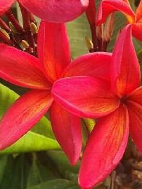 Plumeria rubra cv. "Kauka Wilder" - unbewurzelter Steckling