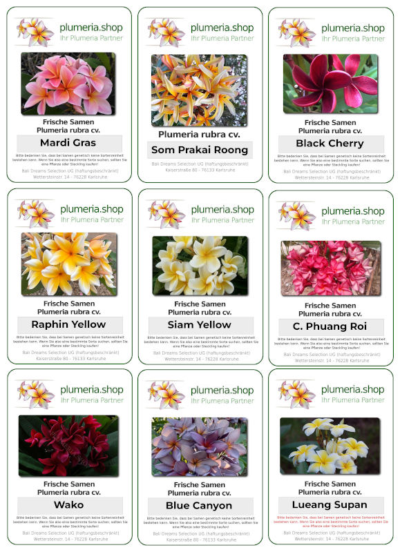 Plumeria Samen - "Kunden Favoriten 2025"