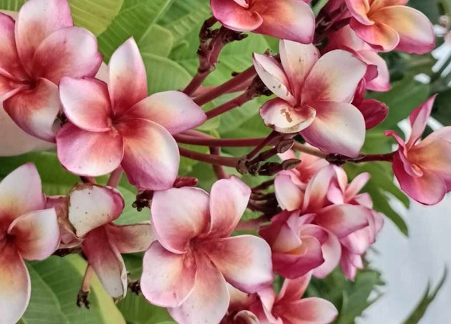 Plumeria rubra 'Meya' - bare-root