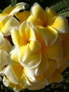 Plumeria rubra cv. "Lutea" - unbewurzelter Steckling