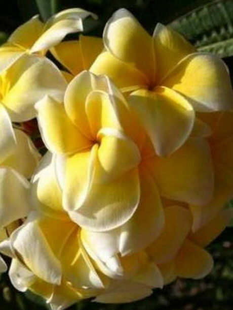 Plumeria rubra cv. « Lutea » – bouture non enracinée