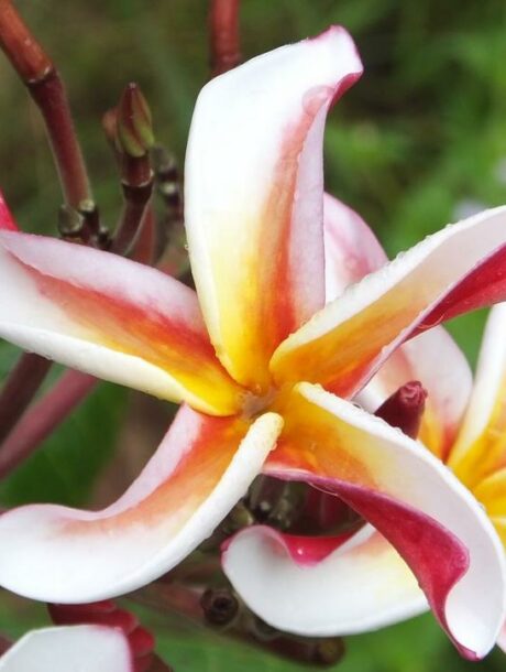 Plumeria rubra "Madame Poni", bare root