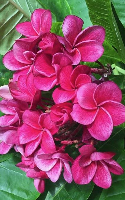 Plumeria rubra "Malika"