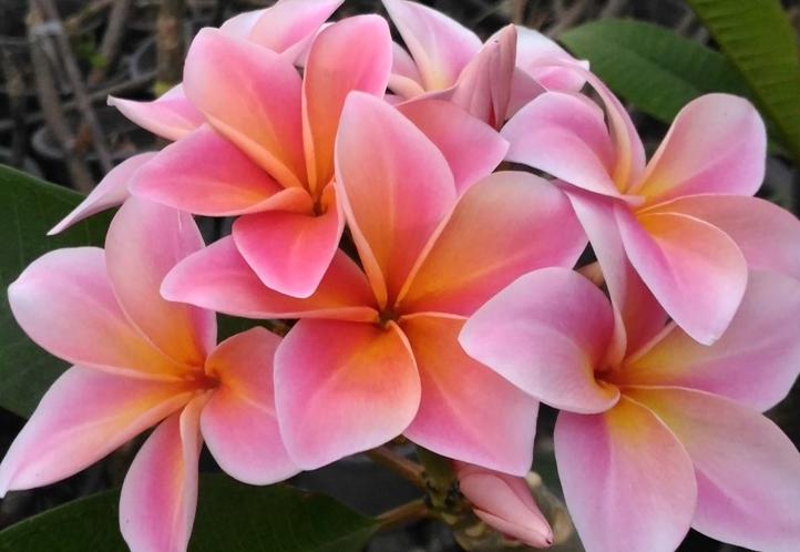 Plumeria rubra "Mardi Gras"