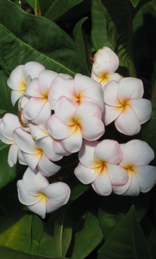 Plumeria rubra "Mini White"