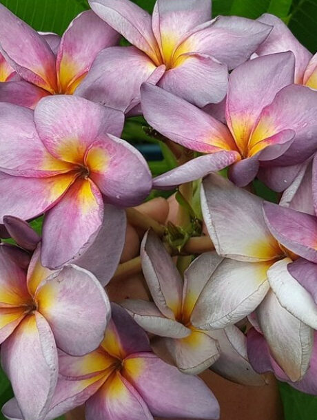 Plumeria rubra "Muang Montra" - wurzelnackt