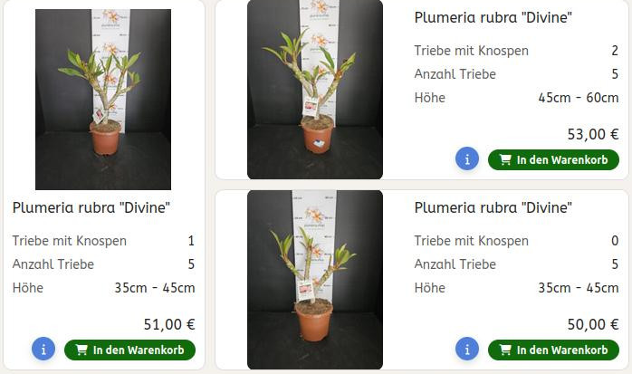 Übersicht aller Neuzugänge an Pflanzen im Shop