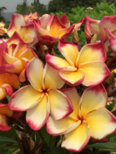 Plumeria rubra cv. "Nui Delight" - unbewurzelter Steckling