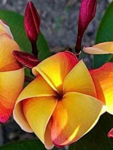Plumeria rubra "Orange Fanta" - wurzelnackt