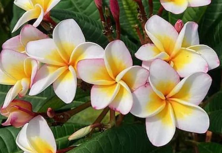Plumeria rubra "Oro Verde"
