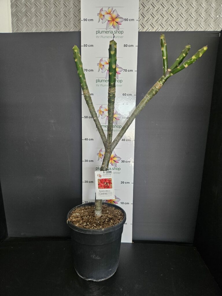 Plumeria rubra „Cardinal“