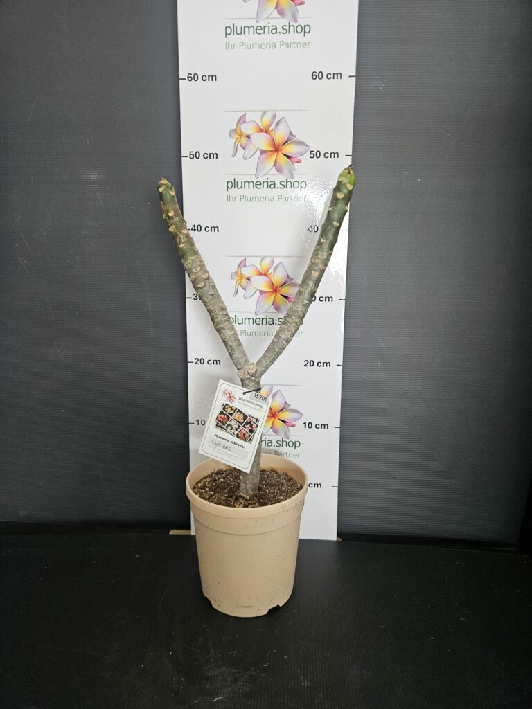 Plumeria rubra „Cyclone“