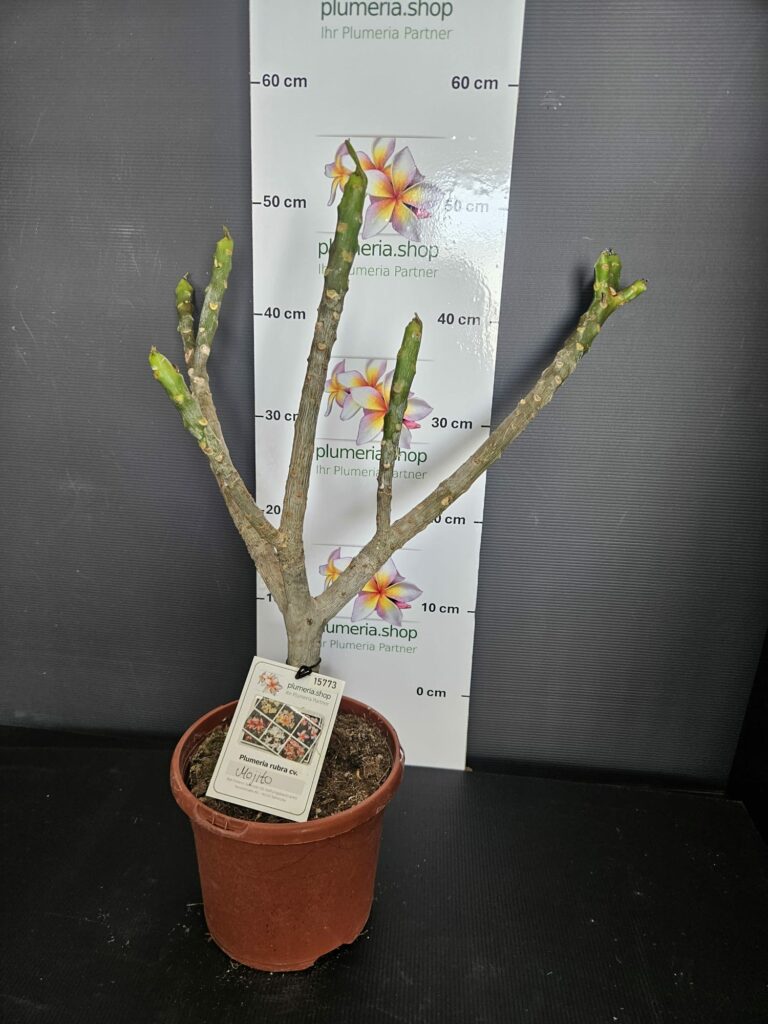 Plumeria rubra „Mojito“