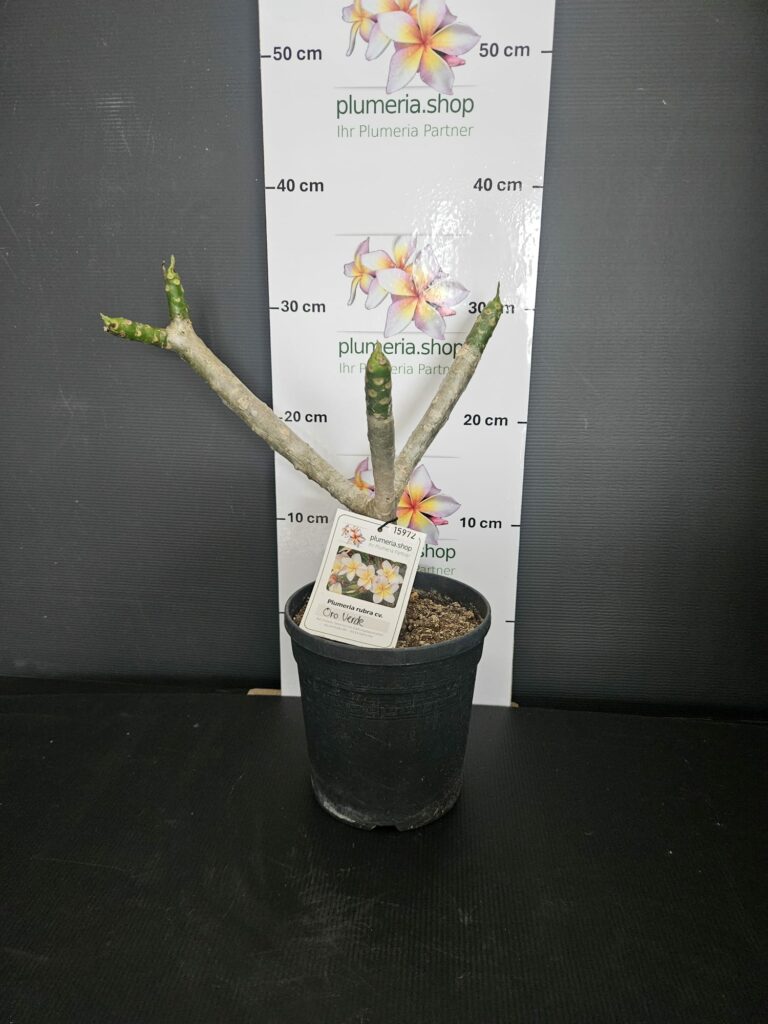 Plumeria rubra „Oro Verde“