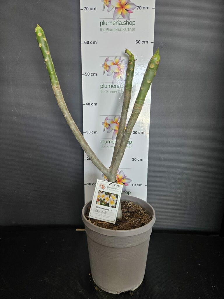 Plumeria rubra „Oro Verde“