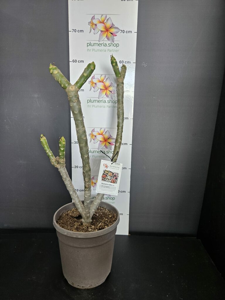 Plumeria rubra „Pizzaz“