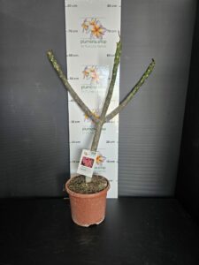 Plumeria rubra "Serenade"