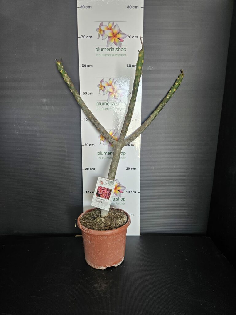 Plumeria rubra „Serenade“