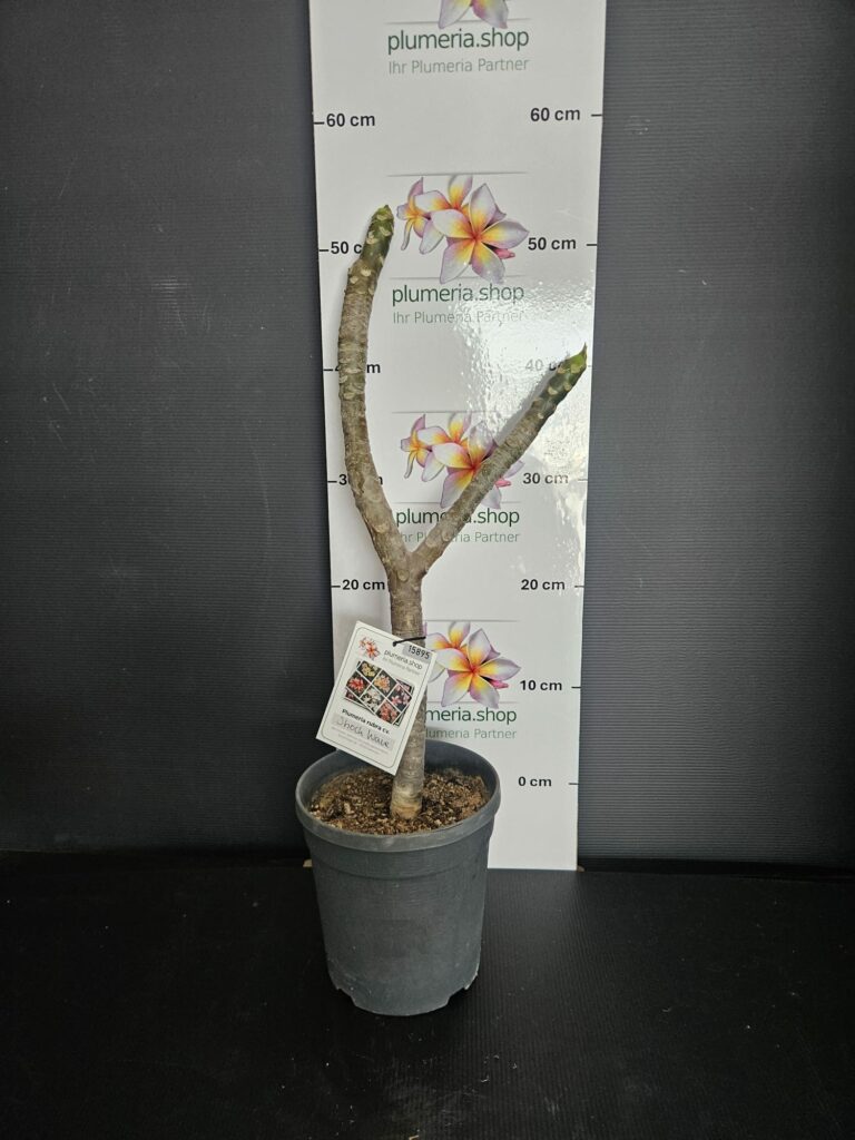 Plumeria rubra „Shock Wave“