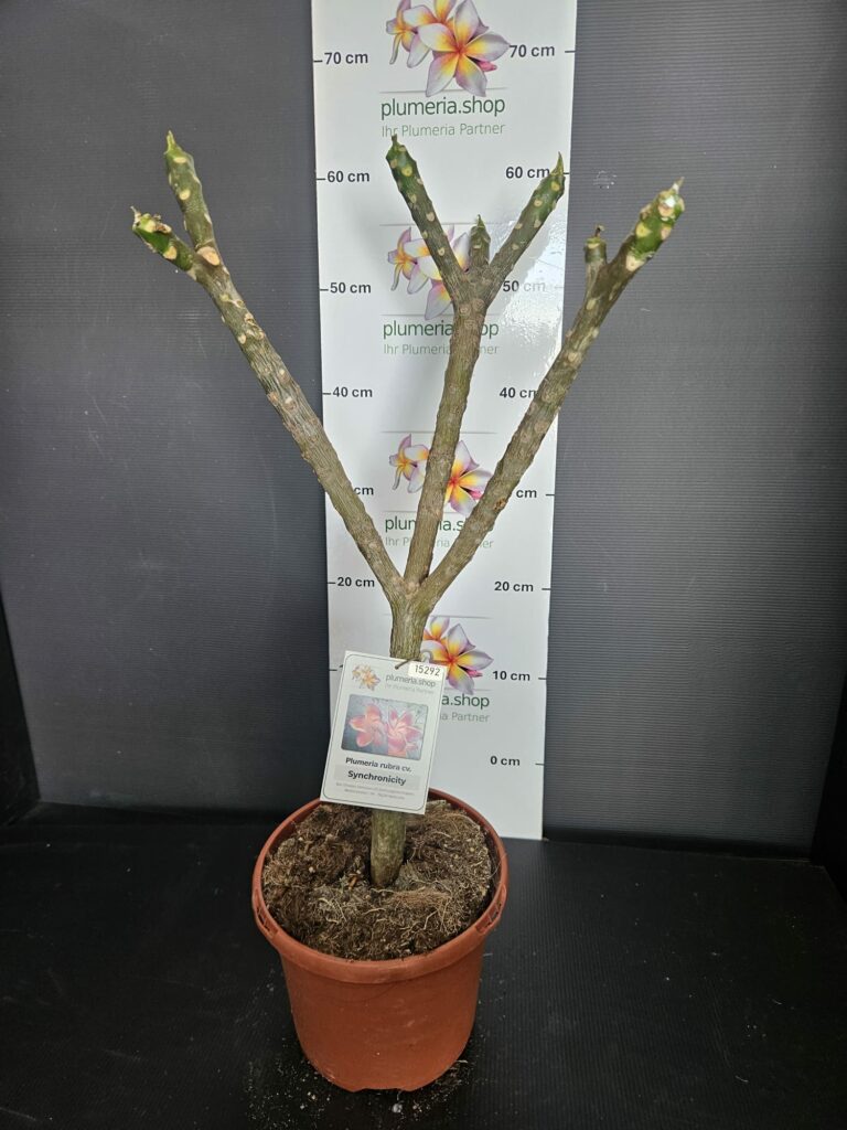 Plumeria rubra „Synchronicity“