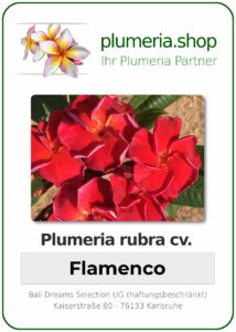 Plumeria rubra "Flamenco"