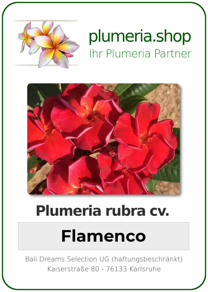 Plumeria rubra "Flamenco"