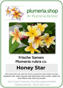 Plumeria rubra - "Honey Star"