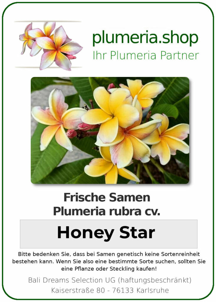 Plumeria rubra "Honey Star"