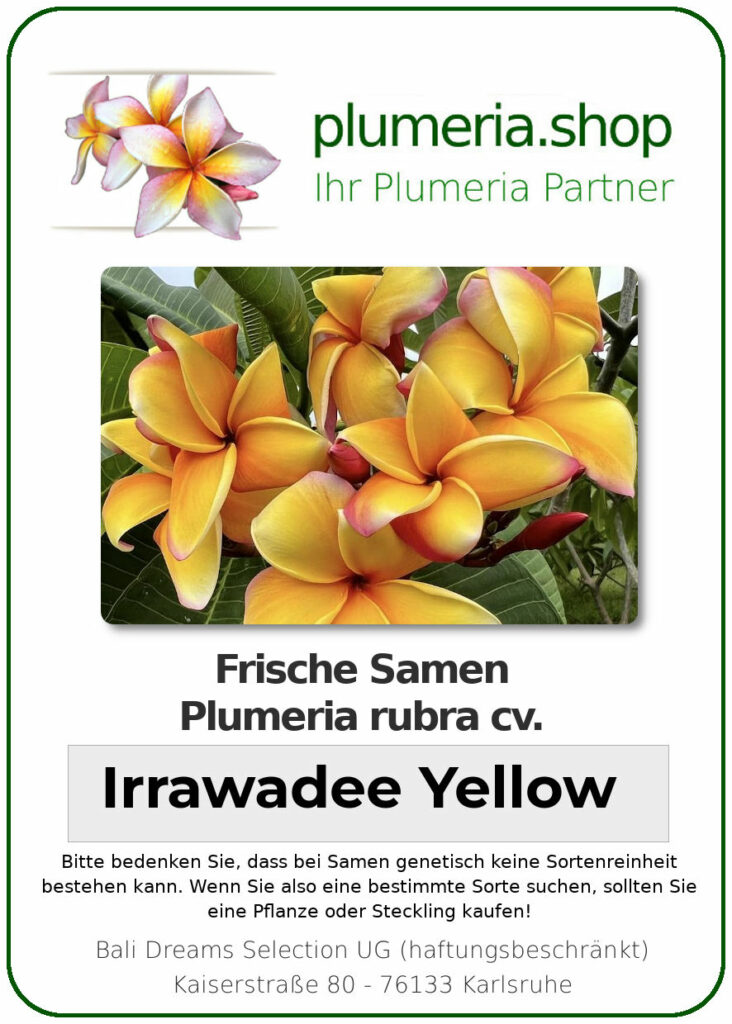 Plumeria rubra "Irrawadee Yellow"
