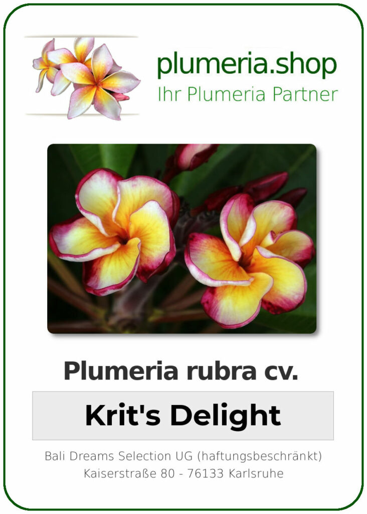Plumeria rubra "Krit's Delight" - wurzelnackt