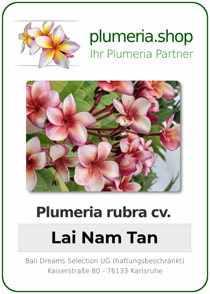 Plumeria rubra "Lai Nam Tan" - wurzelnackt