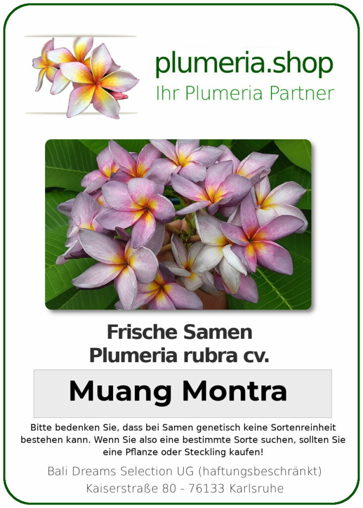 Plumeria rubra "Muang Montra"