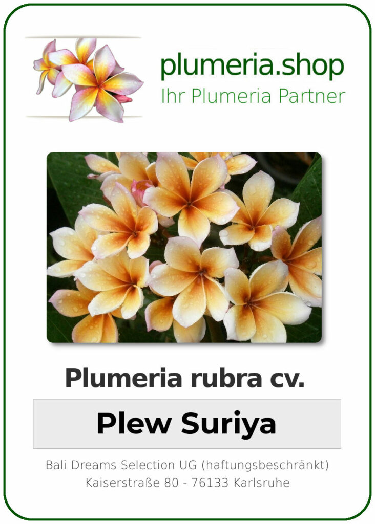 Plumeria rubra "Plew Suriya" - wurzelnackt