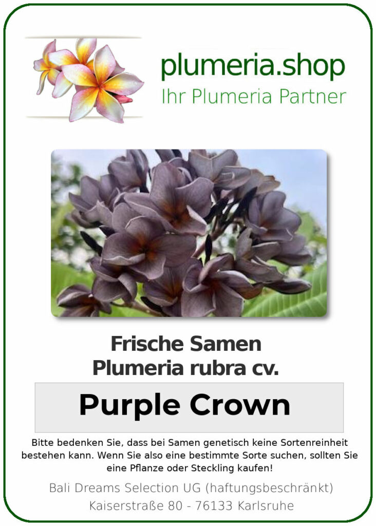 Plumeria rubra "Purple Crown"