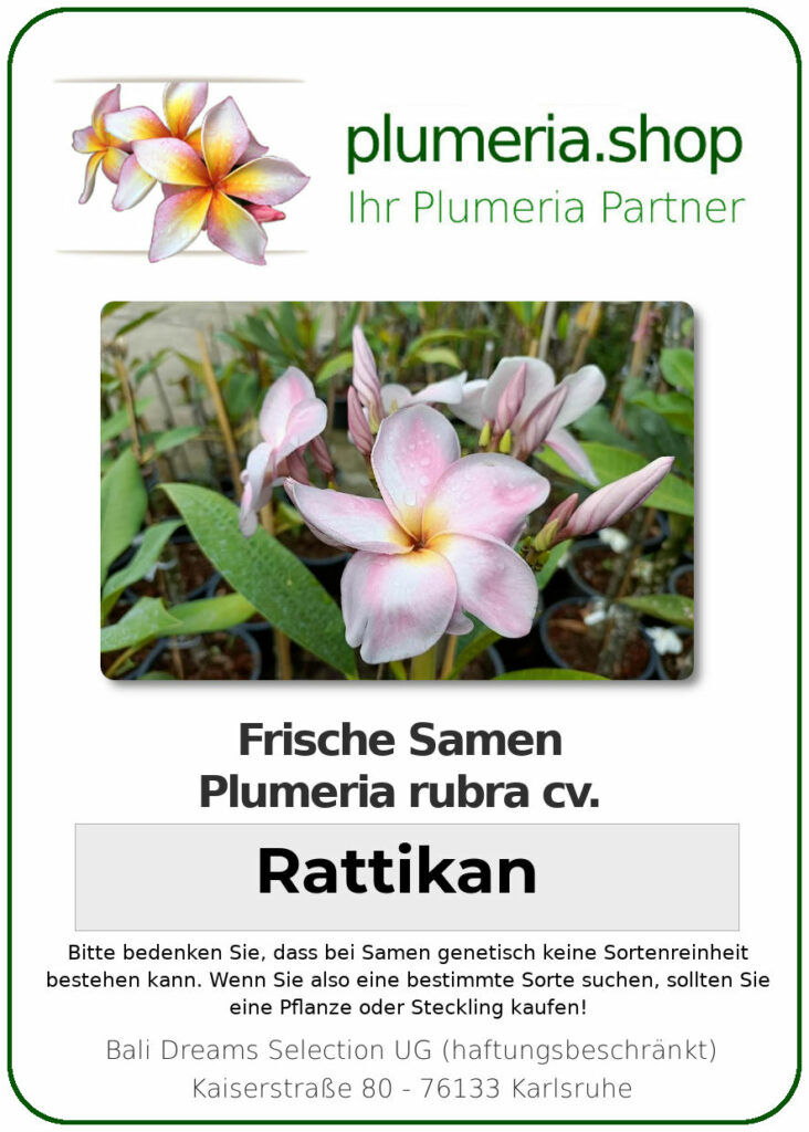 Plumeria rubra "Rattikan"