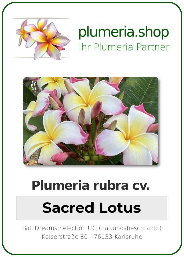Plumeria rubra "Sacred Lotus" - wurzelnackt