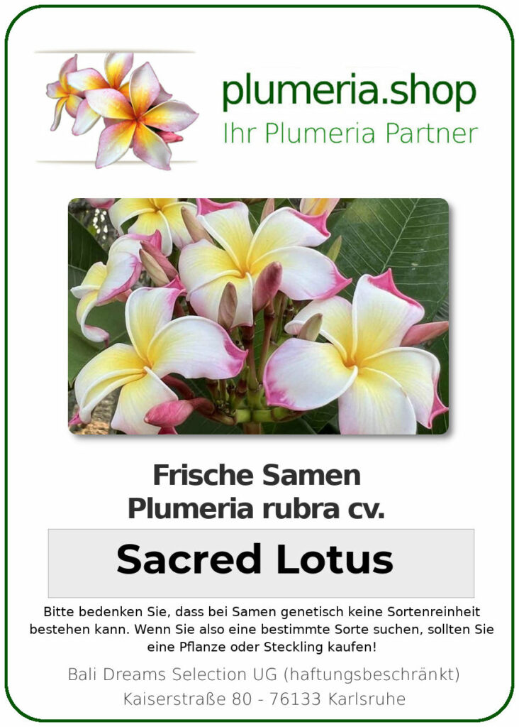 Plumeria rubra "Sacred Lotus"