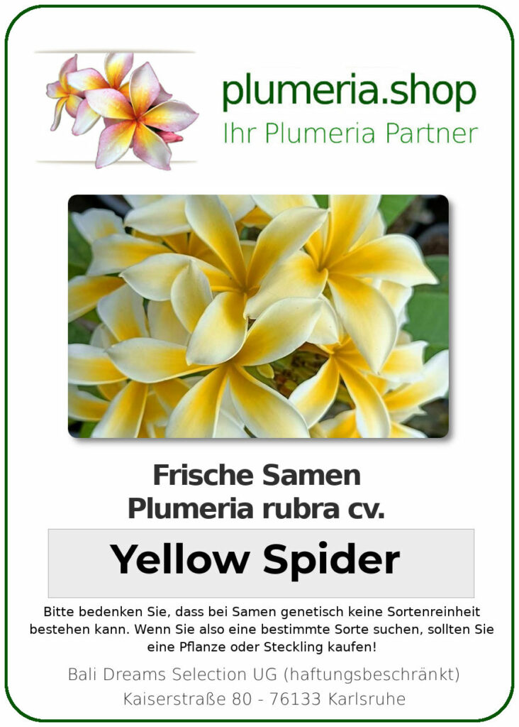 Plumeria rubra "Yellow Spider"