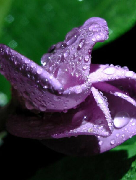 Plumeria rubra "Purple Jack", bare-root