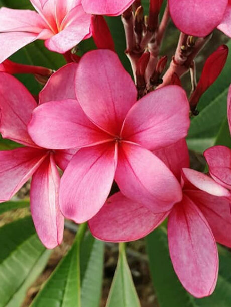 Plumeria rubra cv. „Purpurea“ – Bouture non enracinée